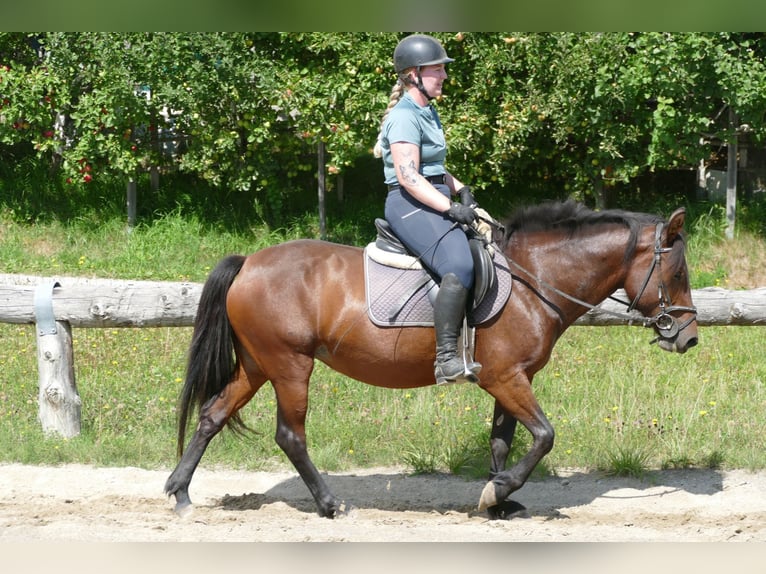 Huçul / Hucul / Huzul Giumenta 5 Anni 145 cm Falbo in Ramsau am Dachstein