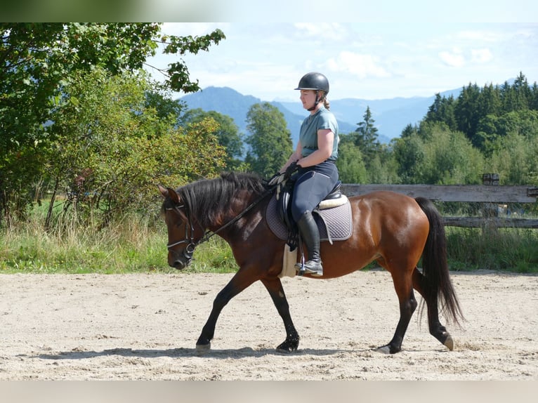 Huçul / Hucul / Huzul Giumenta 5 Anni 145 cm Falbo in Ramsau am Dachstein