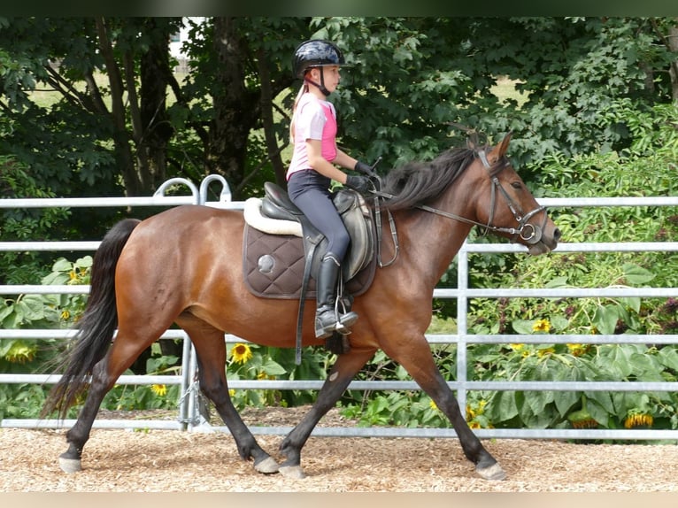 Huçul / Hucul / Huzul Giumenta 5 Anni 145 cm Falbo in Ramsau am Dachstein