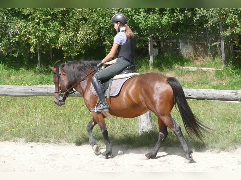 Huçul / Hucul / Huzul Giumenta 5 Anni 145 cm Falbo in Ramsau am Dachstein