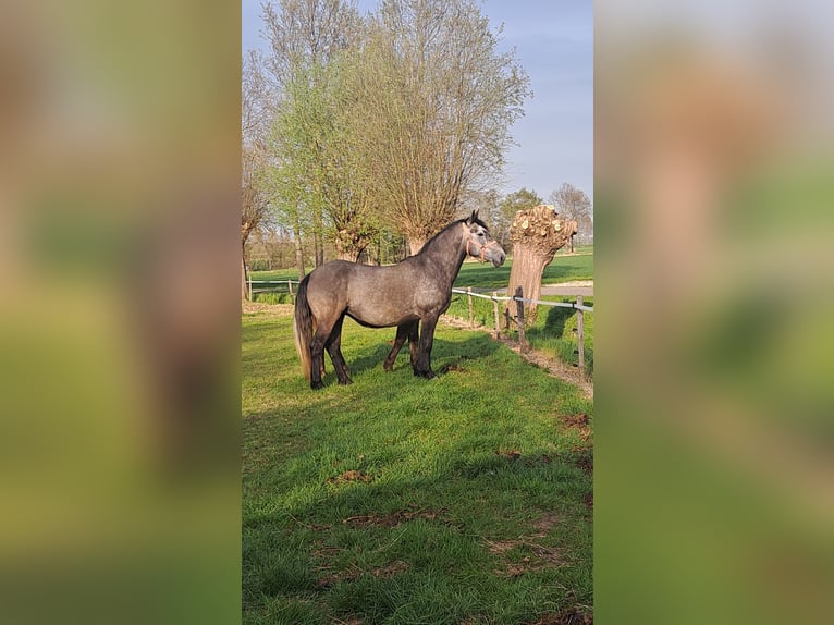 Huçul / Hucul / Huzul Mix Giumenta 5 Anni 145 cm Grigio in Ovezande