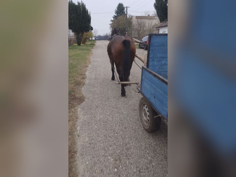 Huçul / Hucul / Huzul Mix Giumenta 5 Anni in Alameda