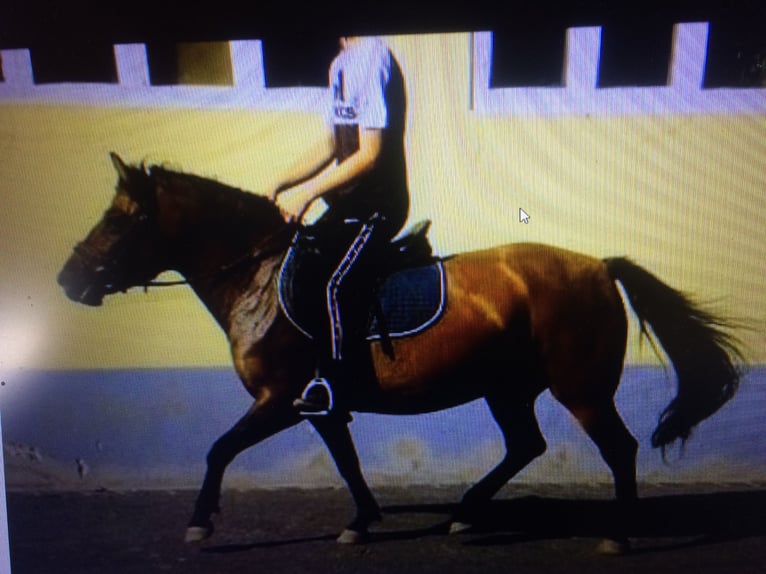 Huçul / Hucul / Huzul Giumenta 8 Anni 138 cm Baio scuro in Dippoldiswalde
