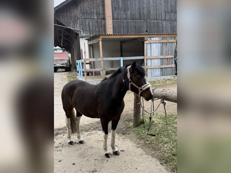 Huçul / Hucul / Huzul Giumenta 8 Anni 138 cm Pezzato in Donaueschingen