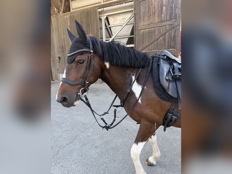 Huçul / Hucul / Huzul Giumenta 8 Anni 138 cm Pezzato in Donaueschingen