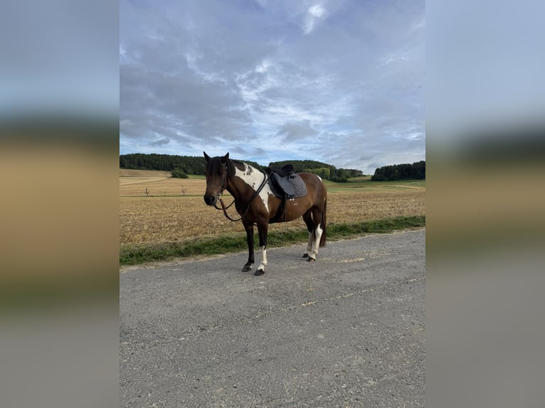 Huçul / Hucul / Huzul Giumenta 8 Anni 141 cm Pezzato in Witzenhausen