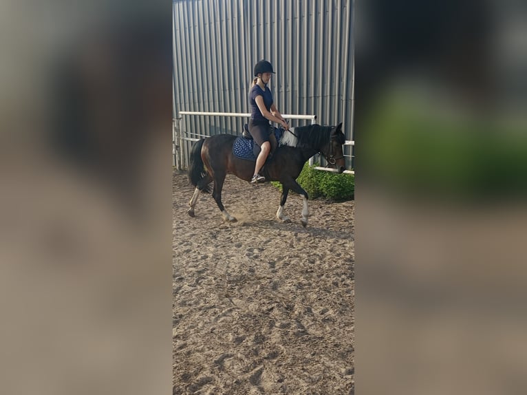 Huçul / Hucul / Huzul Giumenta 9 Anni 140 cm Pezzato in Kamenz