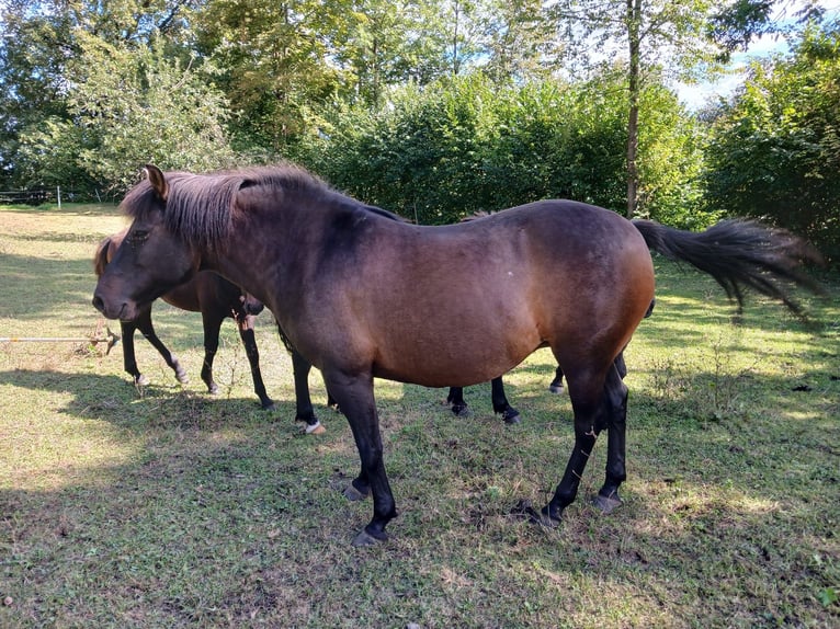 Huçul / Hucul / Huzul Giumenta 9 Anni 144 cm Baio scuro in Moosburg