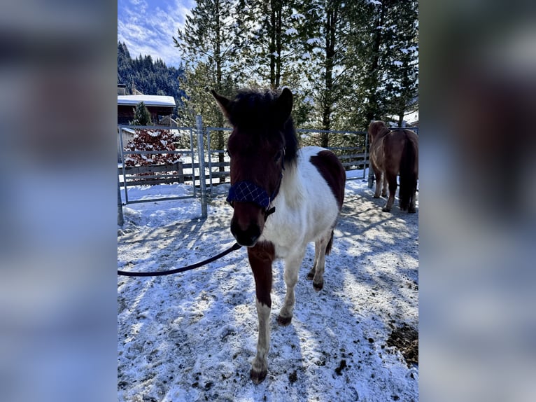 Huçul / Hucul / Huzul Mix Stallone 2 Anni 134 cm Pezzato in Nesselwängle