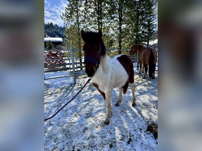 Huçul / Hucul / Huzul Mix Stallone 2 Anni 134 cm Pezzato in Nesselwängle