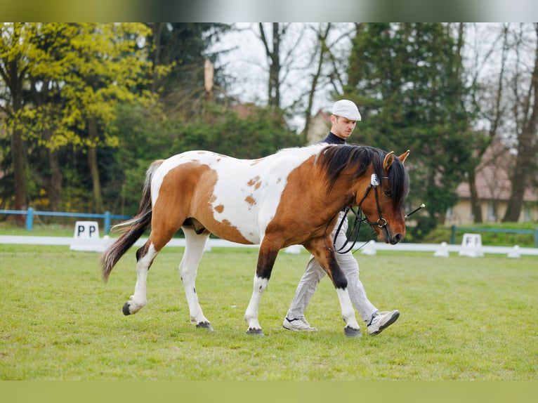 Huçul / Hucul / Huzul Stallone 4 Anni 141 cm Pezzato in Młodzianów