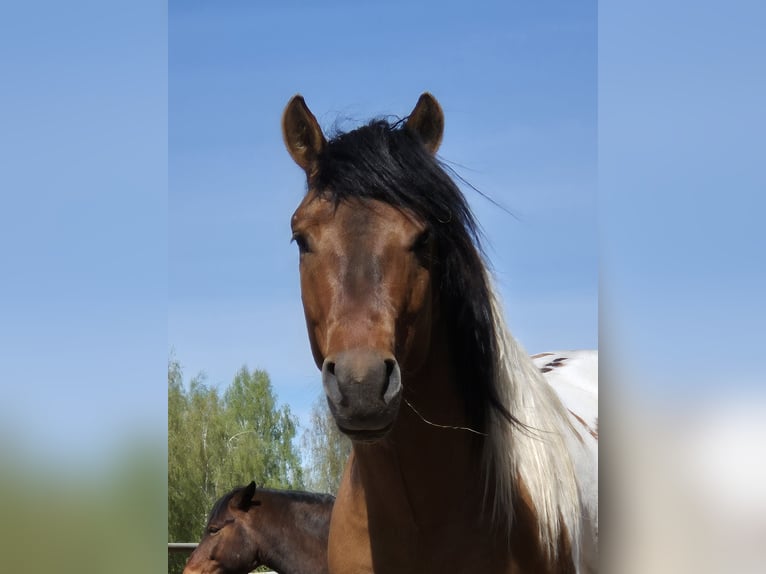 Huçul / Hucul / Huzul Stallone 4 Anni 141 cm Pezzato in Młodzianów