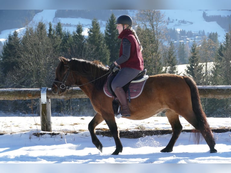 Huçul / Hucul / Huzul Stallone 6 Anni 142 cm Falbo in Ramsau/D.