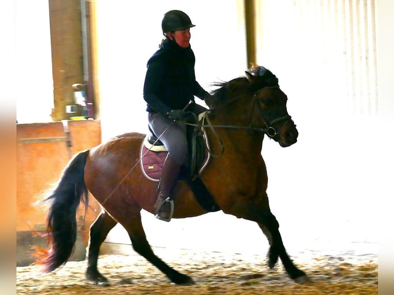 Huçul / Hucul / Huzul Stallone 6 Anni 142 cm Falbo in Ramsau/D.