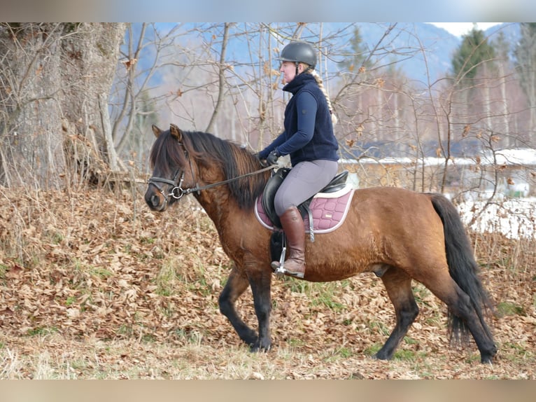 Huçul / Hucul / Huzul Stallone 6 Anni 142 cm Falbo in Ramsau/D.