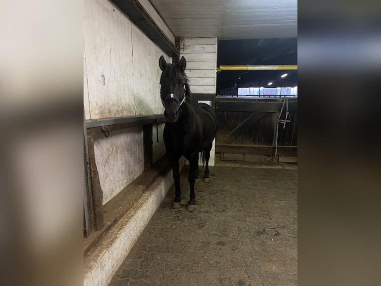 Huçul / Hucul / Huzul Stallone 6 Anni 145 cm Morello in Kreuztal