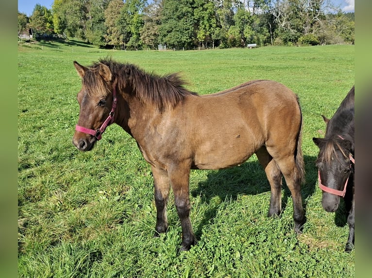 Huçul / Hucul / Huzul Stallone Puledri (03/2026) 135 cm Falbo in Argenbühl