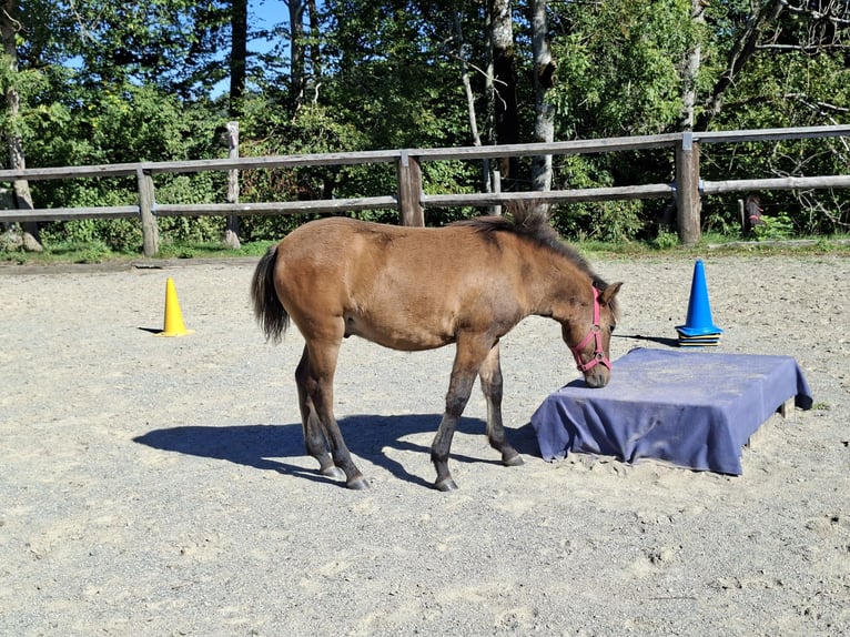 Huçul / Hucul / Huzul Stallone Puledri (03/2026) 135 cm Falbo in Argenbühl
