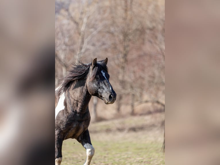 Huçul / Hucul / Huzul Stallone Puledri (03/2025) 140 cm Baio scuro in Jod&#x142;&#xF3;wka