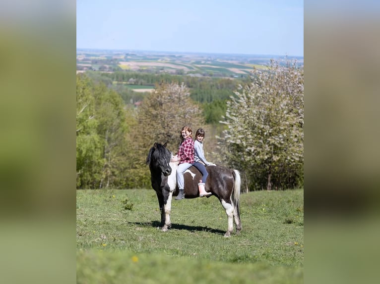 Huçul / Hucul / Huzul Stallone Puledri (03/2025) 140 cm Baio scuro in Jod&#x142;&#xF3;wka
