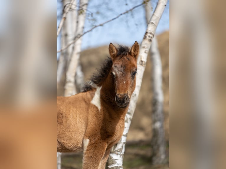 Huçul / Hucul / Huzul Stallone Puledri (02/2026) 145 cm Tobiano-tutti i colori in Przemyśl