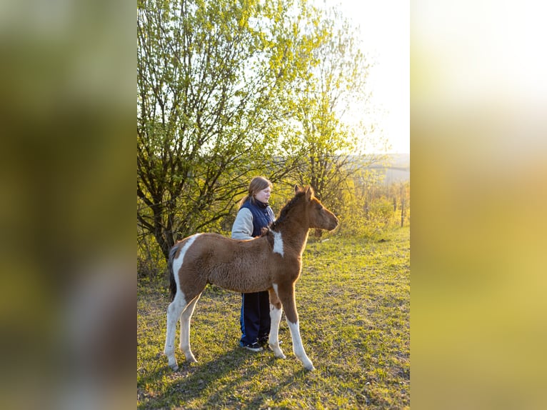 Huçul / Hucul / Huzul Stallone Puledri (02/2026) 145 cm Tobiano-tutti i colori in Przemyśl