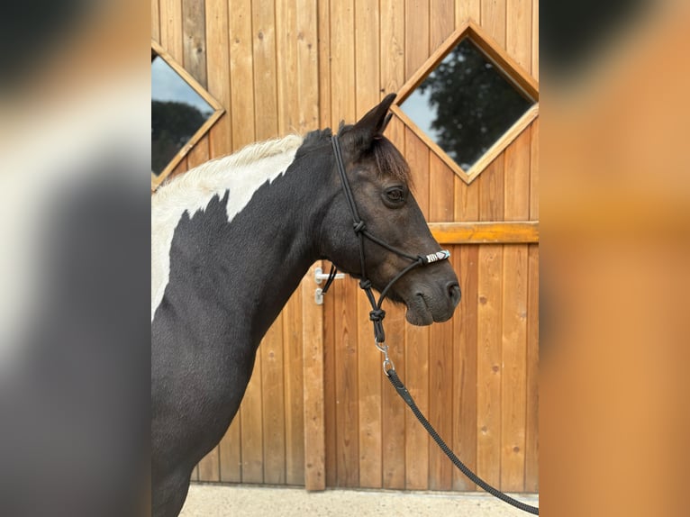 Huçul Jument 10 Ans 136 cm Pinto in Eggerm&#xFC;hlen OT Bockraden