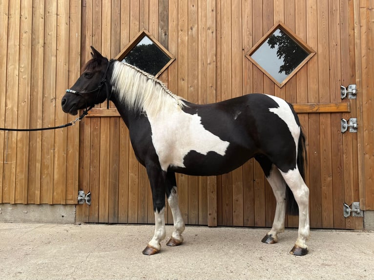 Huçul Jument 10 Ans 136 cm Pinto in Eggerm&#xFC;hlen OT Bockraden