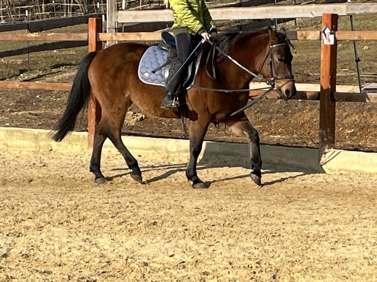 Huçul Jument 10 Ans 143 cm Bai in Ursensollen