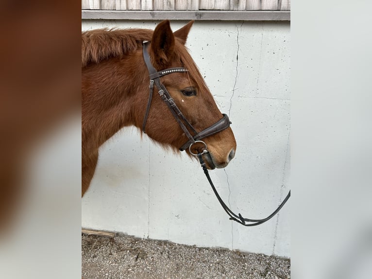 Huçul Croisé Jument 10 Ans 145 cm Alezan in Puchberg am Schneeberg