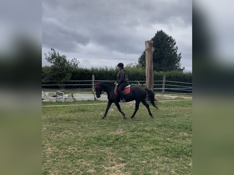 Huçul Croisé Jument 10 Ans 150 cm Noir in Kirchberg am Walde