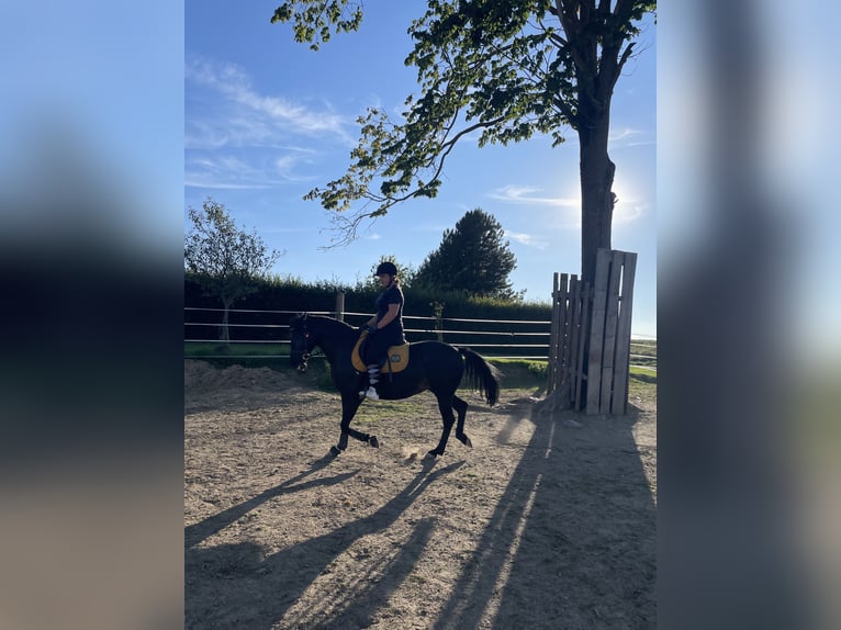 Huçul Croisé Jument 10 Ans 150 cm Noir in Kirchberg/Walde