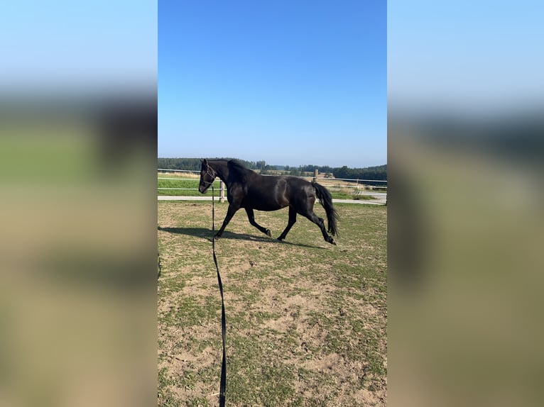 Huçul Croisé Jument 10 Ans 150 cm Noir in Kirchberg/Walde