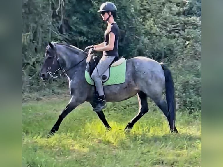 Huçul Croisé Jument 12 Ans 143 cm Gris (bai-dun) in Edelhof