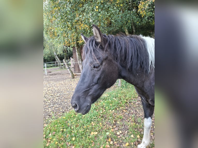 Huçul Jument 13 Ans 135 cm Pinto in Trostberg