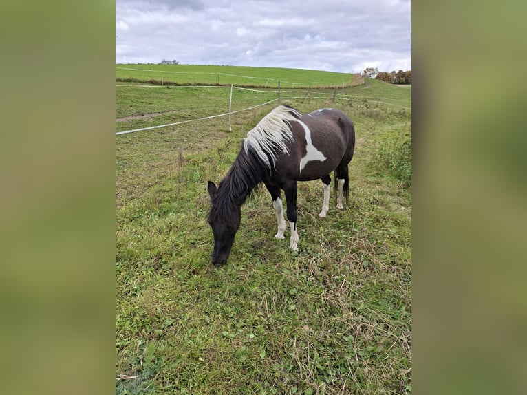 Huçul Jument 13 Ans 135 cm Pinto in Trostberg