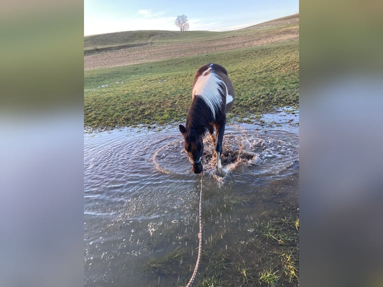 Huçul Jument 13 Ans 135 cm Pinto in Trostberg