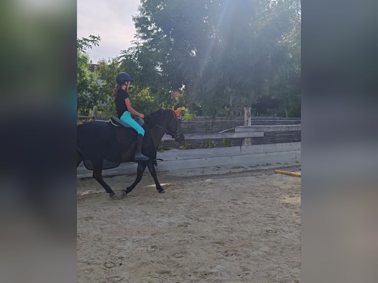 Huçul Jument 13 Ans 138 cm in Schönau an der Triesting