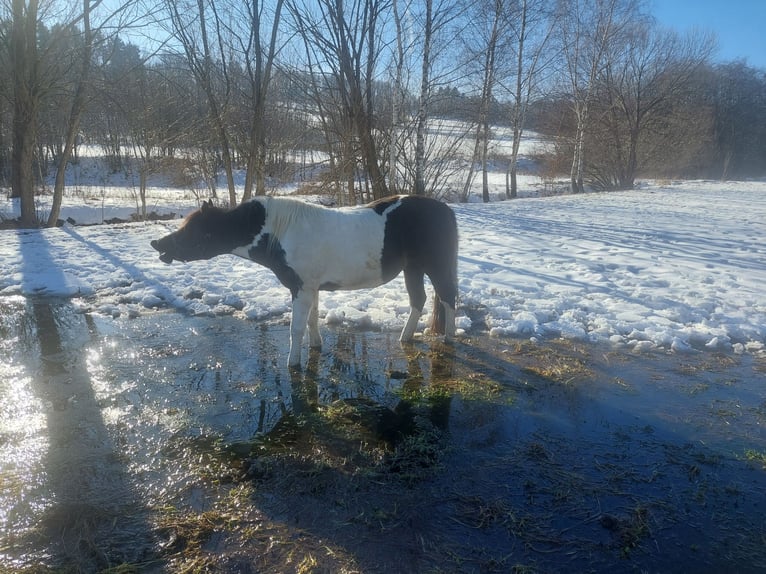 Huçul Jument 14 Ans 141 cm Pinto in Wilkowisko