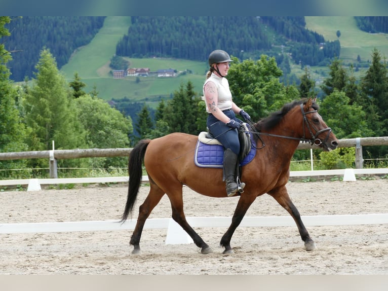 Huçul Jument 14 Ans 148 cm Isabelle in Ramsau am Dachstein