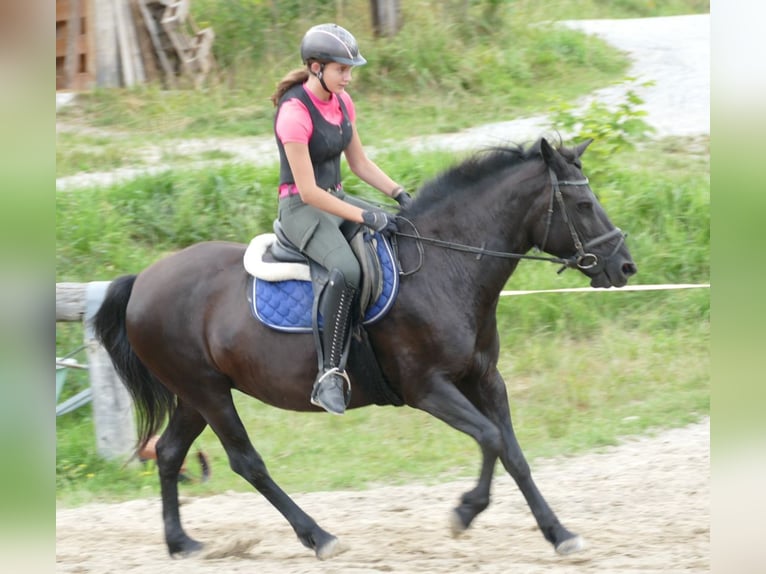Huçul Jument 14 Ans 148 cm Noir in Ramsau am Dachstein