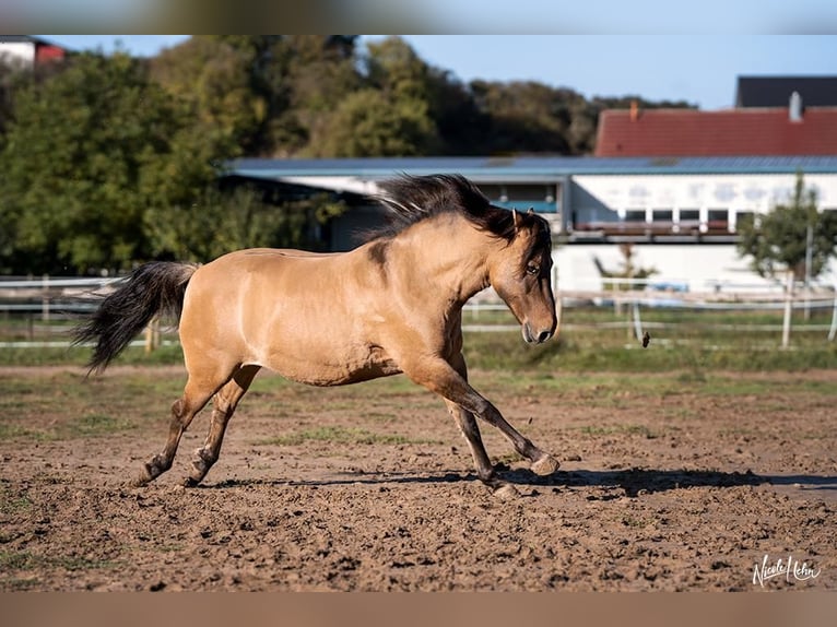 Huçul Jument 18 Ans 143 cm Isabelle in Röttingen