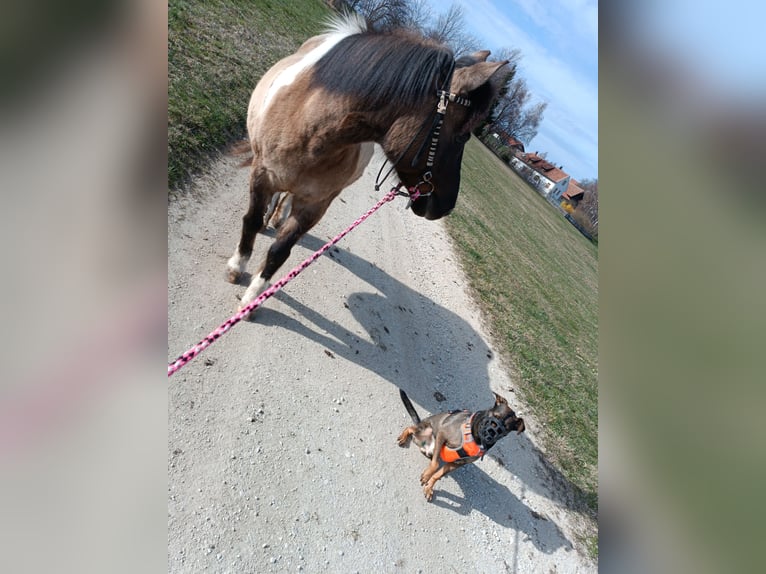 Huçul Jument 20 Ans 145 cm Pinto in Schlag