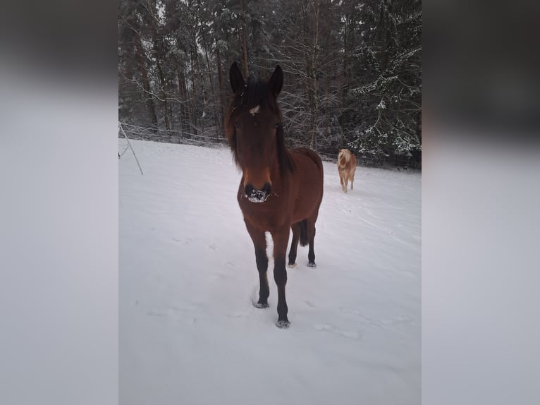 Huçul Croisé Jument 2 Ans 134 cm Bai in Lichtenegg