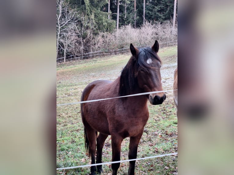 Huçul Croisé Jument 2 Ans 134 cm Bai in Lichtenegg