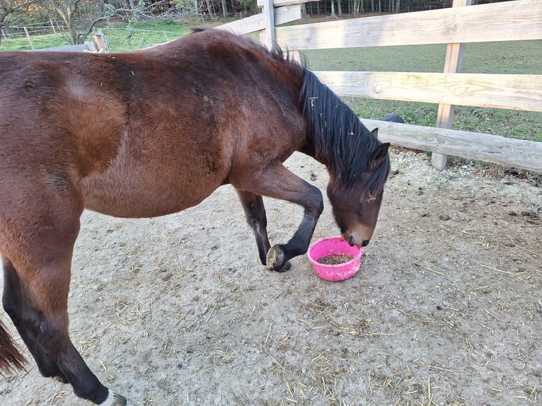 Huçul Croisé Jument 2 Ans 134 cm Bai in Lichtenegg