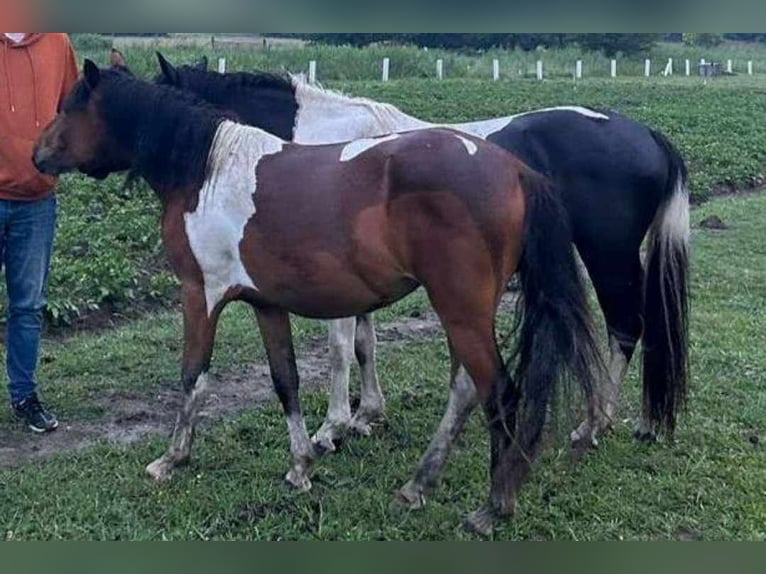 Huçul Jument 2 Ans 134 cm Tobiano-toutes couleurs in Skrzyszów