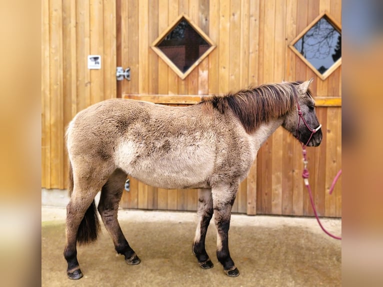 Huçul Jument 2 Ans 138 cm Isabelle in Eggerm&#xFC;hlen