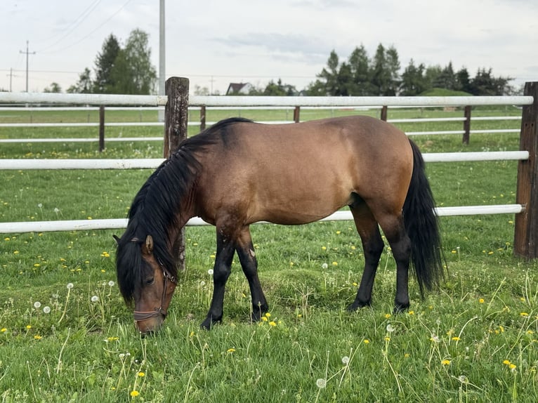 Huçul Jument 3 Ans 140 cm Bai in Porąbka Iwkowska