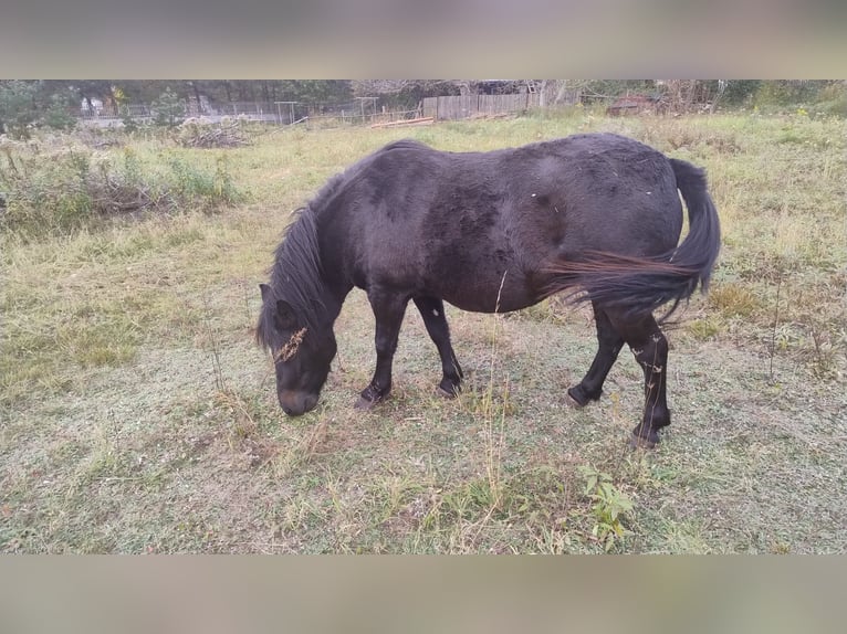 Huçul Croisé Jument 4 Ans 123 cm Bai brun foncé in Dziuplina